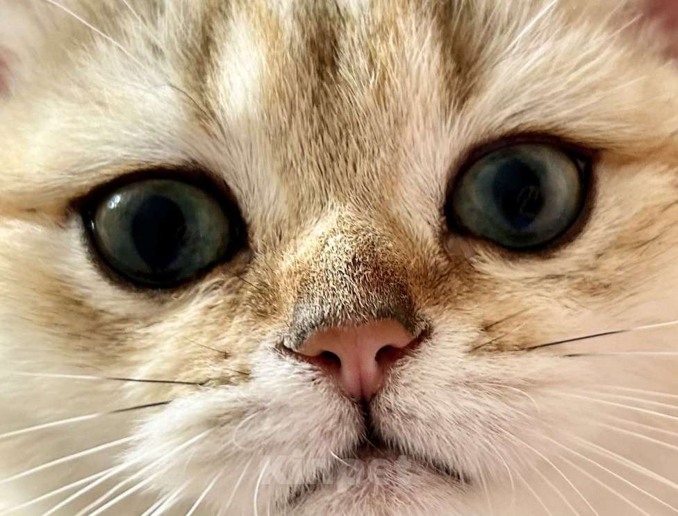 Кошки в Уфе: Котик британская золотая шиншилла Мальчик, 20 000 руб. - фото 2