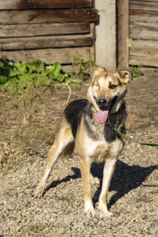 Собаки в Красноярске: отдам в добрые руки  Девочка, Бесплатно - фото 3