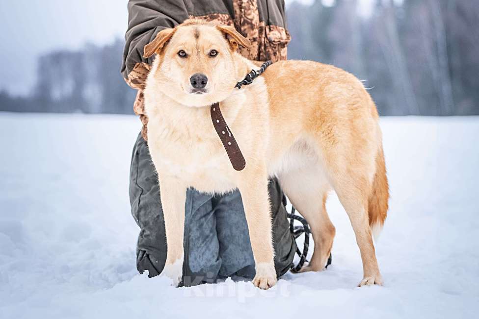 Собаки в Клине: Линдси — ладная собачка Девочка, Бесплатно - фото 7
