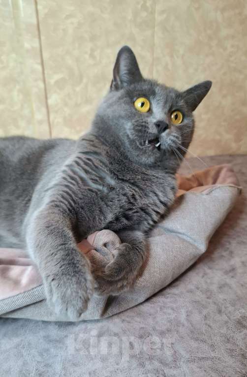 Кошки в Москве: Василина едет на выставку-пристройство WOOF в Москву  Девочка, Бесплатно - фото 2