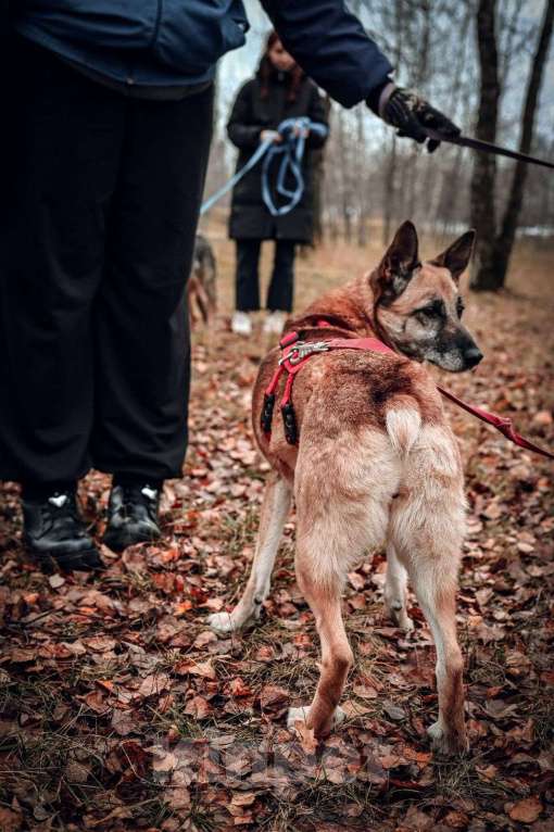 Собаки в Москве: Бемби Девочка, Бесплатно - фото 7
