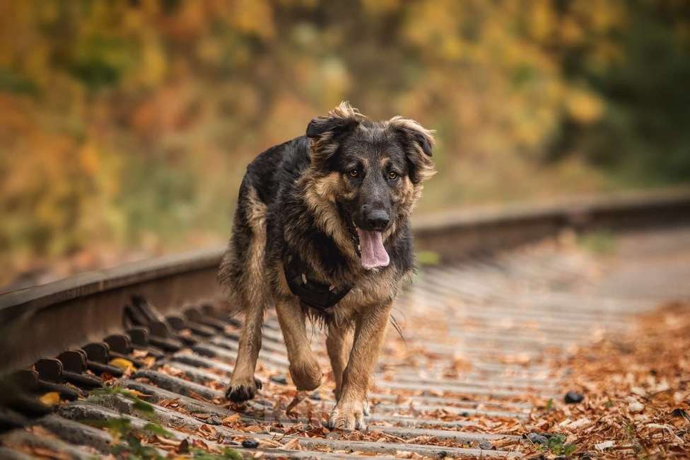 Собаки в Москве: Балу собака из приюта ищет дом Мальчик, Бесплатно - фото 8