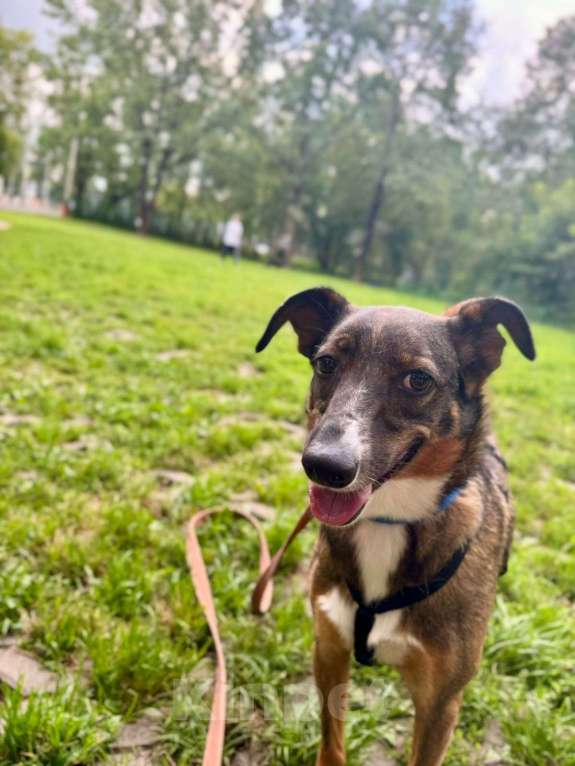 Собаки в Москве: Ждет Своих очень долго. Собака Поня в добрые руки Девочка, Бесплатно - фото 2