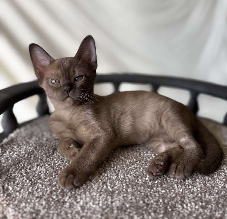 Кошки в Москве: Бурманские котята: открыто бронирование! Мальчик, 80 000 руб. - фото 2