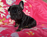 Собаки в других городах Омской области: Щенок французского бульдога  Мальчик, 60 000 руб. - фото 1