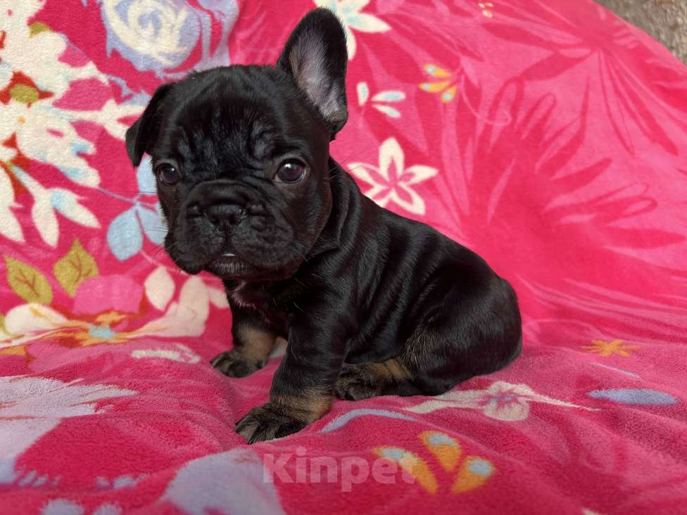Собаки в других городах Омской области: Щенок французского бульдога  Мальчик, 60 000 руб. - фото 1