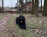 Собаки в Москве: Ризеншнауцер, щенок в в дар в надежные руки Девочка, Бесплатно - фото 5
