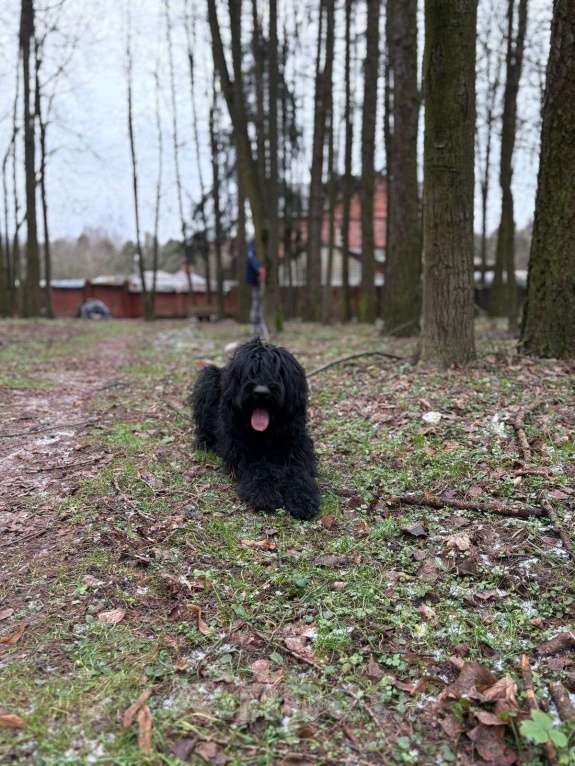 Собаки в Москве: Ризеншнауцер, щенок в в дар в надежные руки Девочка, Бесплатно - фото 5