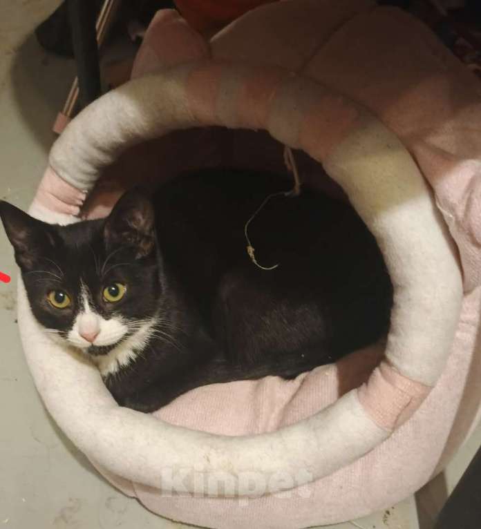 Кошки в Санкт-Петербурге: Катюша и Семен Девочка, Бесплатно - фото 4