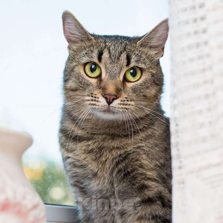 Кошки в Москве: Кошечка Поля грустит на передержке: неужели полосатенькие никому не нравятся? Девочка, Бесплатно - фото 3