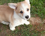Собаки в других городах Ленинградской области: Продаются щенки вельш корги пемброк Мальчик, 70 000 руб. - фото 2