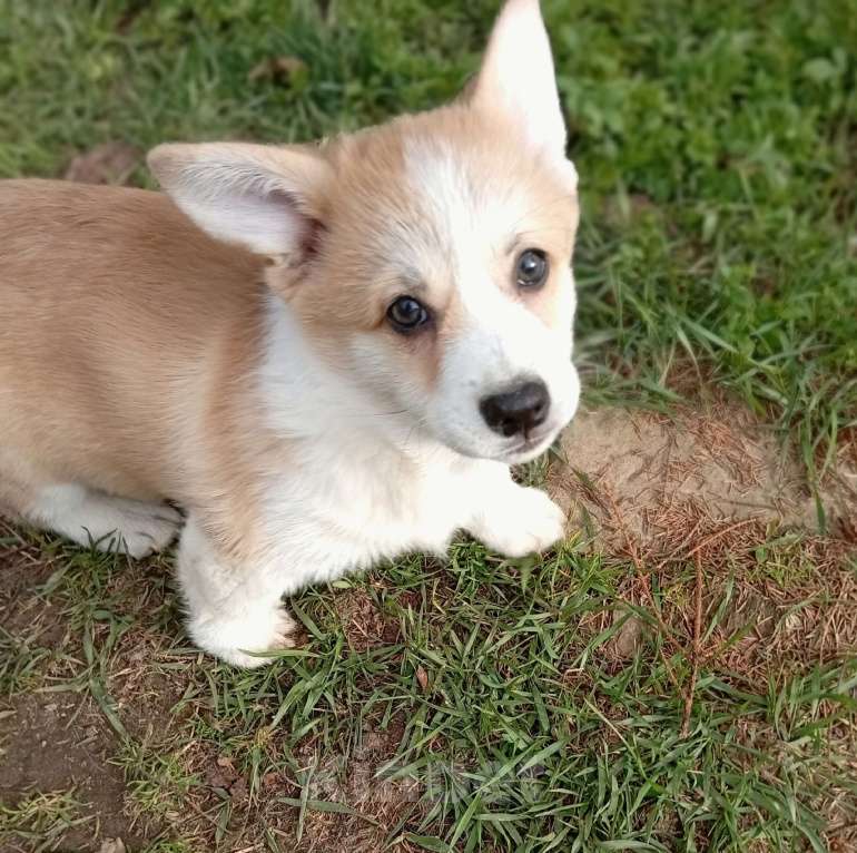 Собаки в других городах Ленинградской области: Продаются щенки вельш корги пемброк Мальчик, 70 000 руб. - фото 2