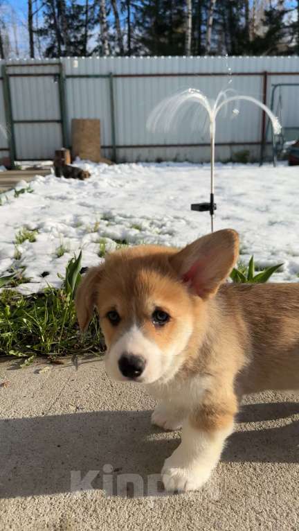 Собаки в Москве: Коржики  Мальчик, Бесплатно - фото 4