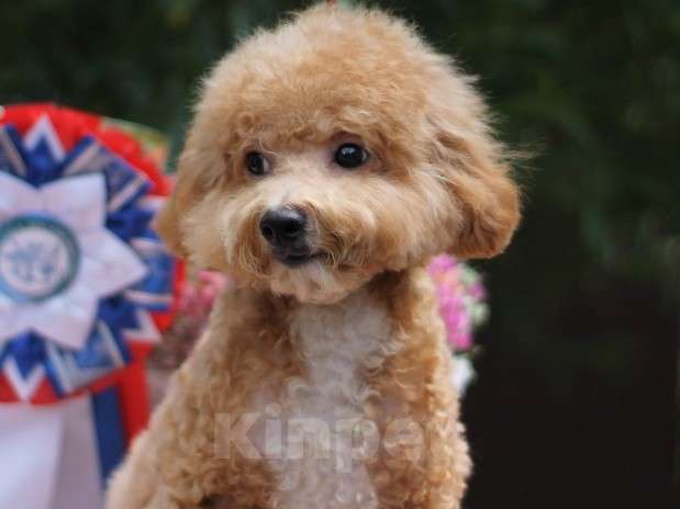 Собаки в Екатеринбурге: Щенки породы Пушон Девочка, 70 000 руб. - фото 1