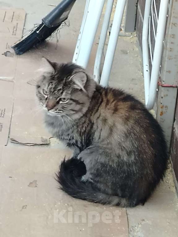 Кошки в Краснодаре: Котята и мама с папой Мальчик, 700 руб. - фото 5