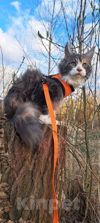 Кошки в Москве: Детки Мейн кун Девочка, 27 000 руб. - фото 5