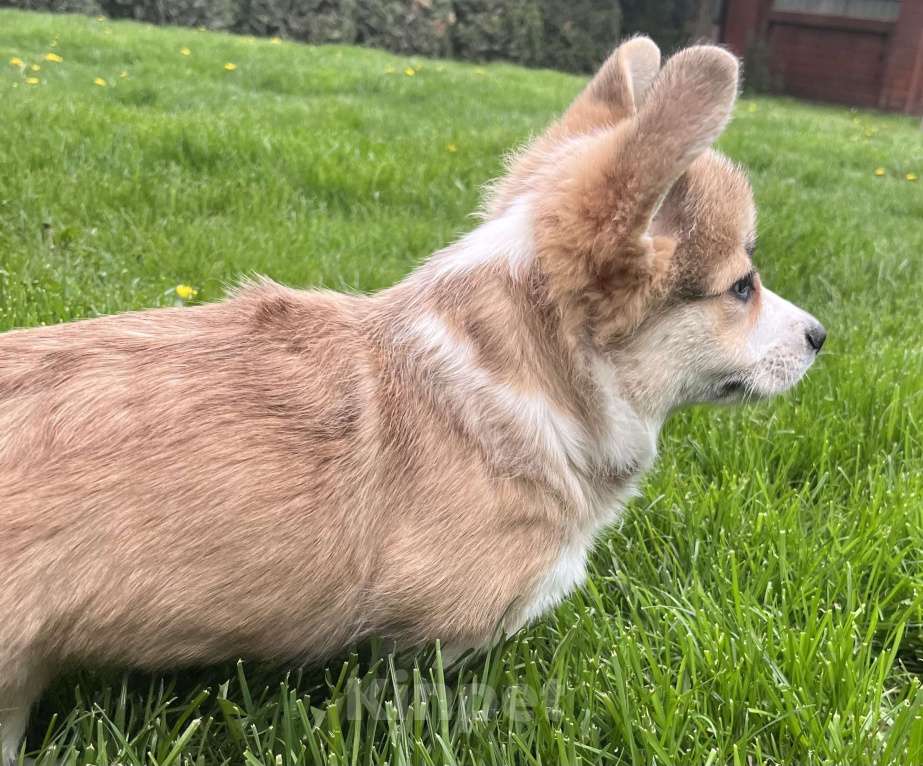 Собаки в Краснодаре: Щенки вельш корги пемброк Девочка, 100 000 руб. - фото 9