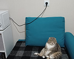 Кошки в других городах Ленинградской области: Отдам в добрые руки кота Мальчик, 50 руб. - фото 6