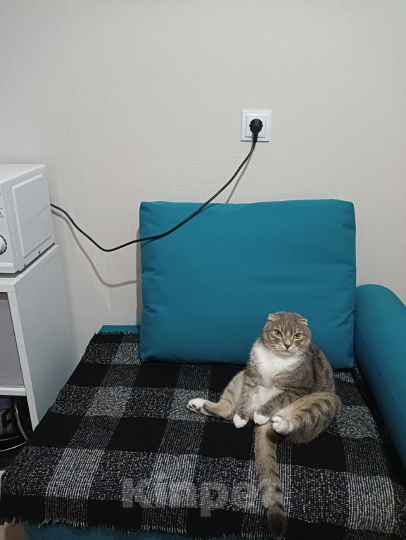 Кошки в других городах Ленинградской области: Отдам в добрые руки кота Мальчик, 50 руб. - фото 6