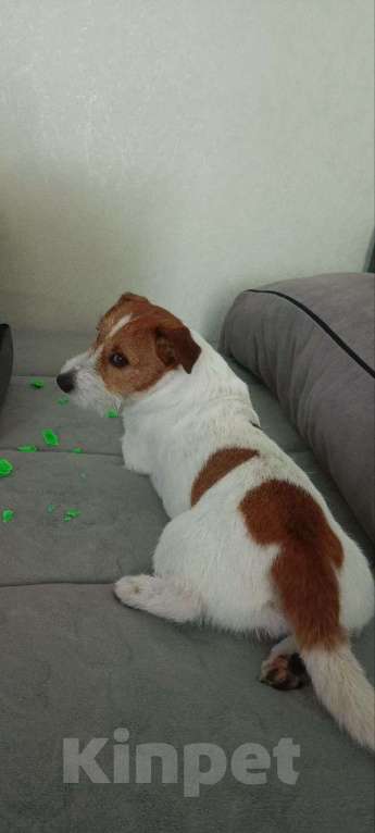 Собаки в Калининграде: Потерялся пёс по кличке Валли Мальчик, Бесплатно - фото 2