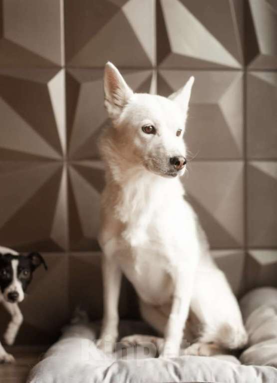 Собаки в Москве: Маленькая белая собачка Белка в дар Девочка, 1 руб. - фото 5