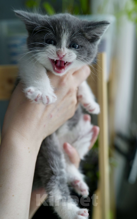 Кошки в Москве: Мармелад ищет дом Мальчик, Бесплатно - фото 2