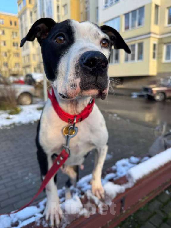 Собаки в Москве: Идеальная ласковая питбуль Розочка в добрые руки Девочка, 1 руб. - фото 7