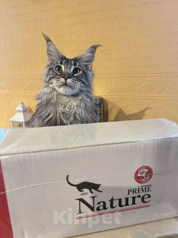 Кошки в Москве: Отдам кошку в добрые руки. Девочка, Бесплатно - фото 4