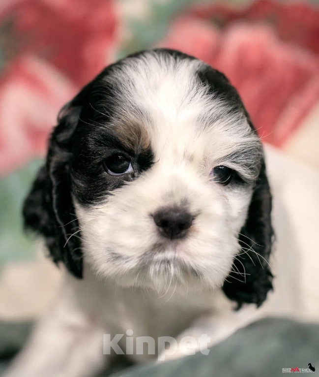 Собаки в Москве: Хитрая булочка  Девочка, 120 000 руб. - фото 6