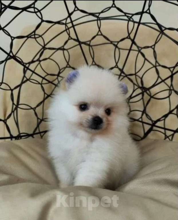 Собаки в Новосибирске: Продам щенков Немецкого шпица Девочка, 25 000 руб. - фото 2