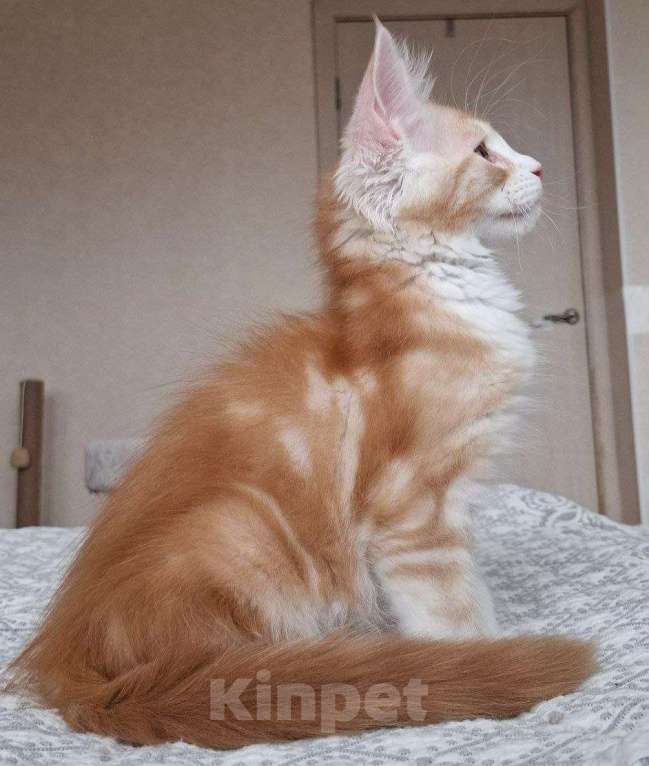 Кошки в Геленджике: Продаётся котёнок мейн-кун, мальчик, яркий рыжий окрас d 03 22, из питомника EdenLight (Геленджик) Мальчик, 50 000 руб. - фото 8
