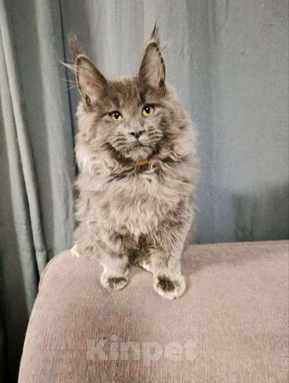 Кошки в Москве: Флиппи Мальчик, 70 000 руб. - фото 8