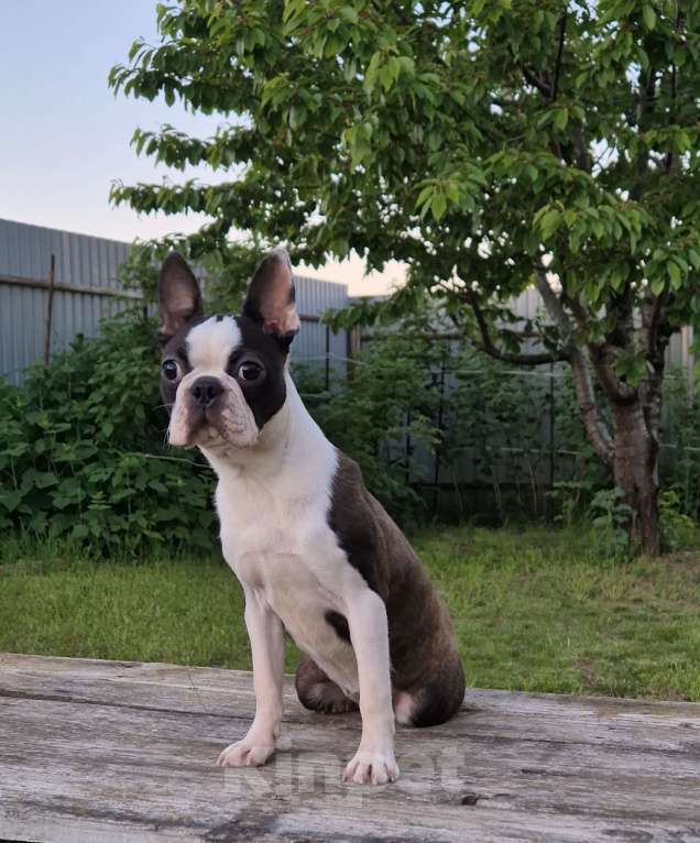 Собаки в Казани: Бостон терьер  Девочка, 50 000 руб. - фото 2