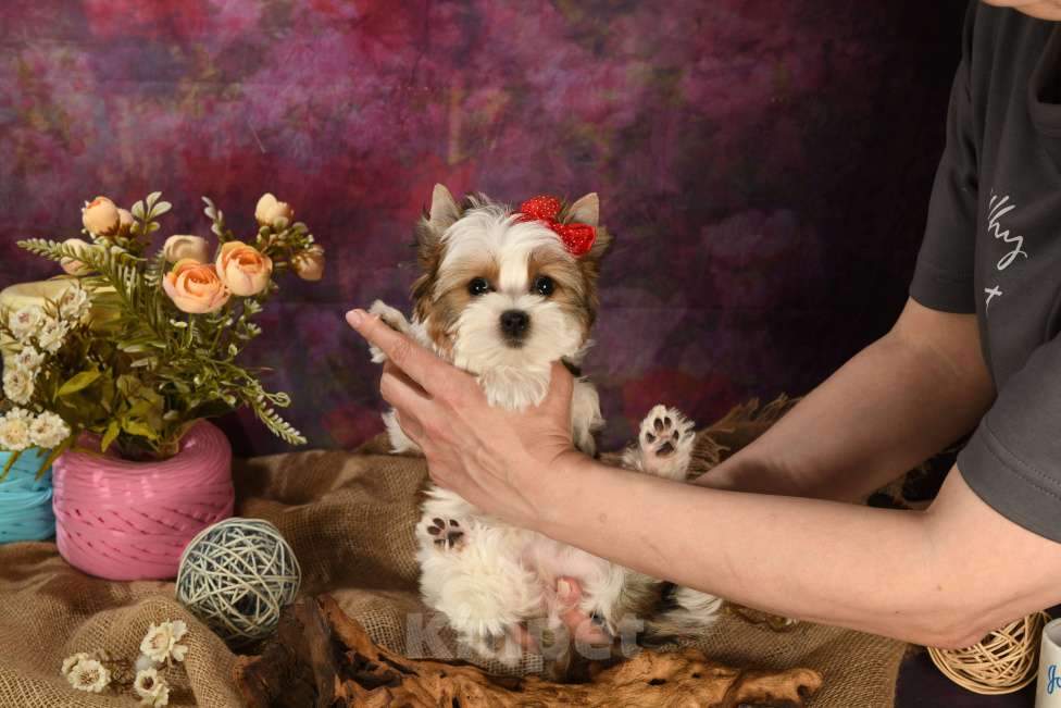 Собаки в Москве: Раскрашенные красавицы! Девочка, 150 000 руб. - фото 4