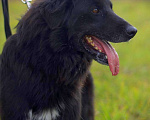 Собаки в Наро-Фоминске: Стен, привит, кастрирован. В самые добрые руки. Мальчик, Бесплатно - фото 5