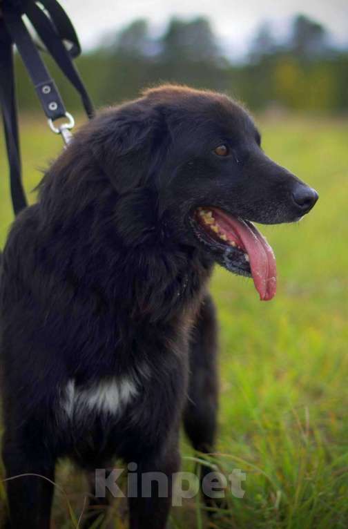 Собаки в Наро-Фоминске: Стен, привит, кастрирован. В самые добрые руки. Мальчик, Бесплатно - фото 5
