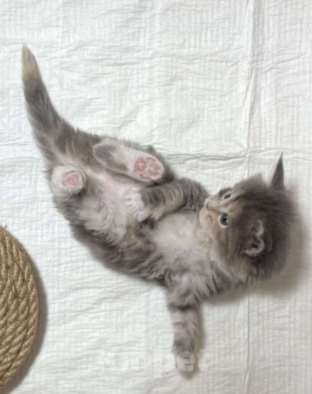 Кошки в Новосибирске: ОТКРЫТО РЕЗЕРВИРОВАНИЕ КОТЯТ Девочка, 100 000 руб. - фото 2