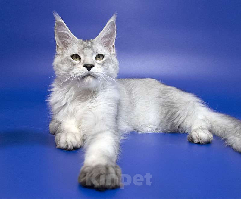 Кошки в Москве: Мейн кун котенок Мальчик, Бесплатно - фото 4