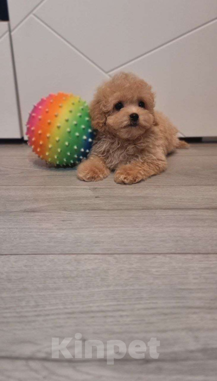 Собаки в Мытищах: Пушон Бетти Девочка, 80 000 руб. - фото 2