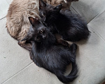 Кошки в Тольятти: Котята в добрые руки Девочка, Бесплатно - фото 5