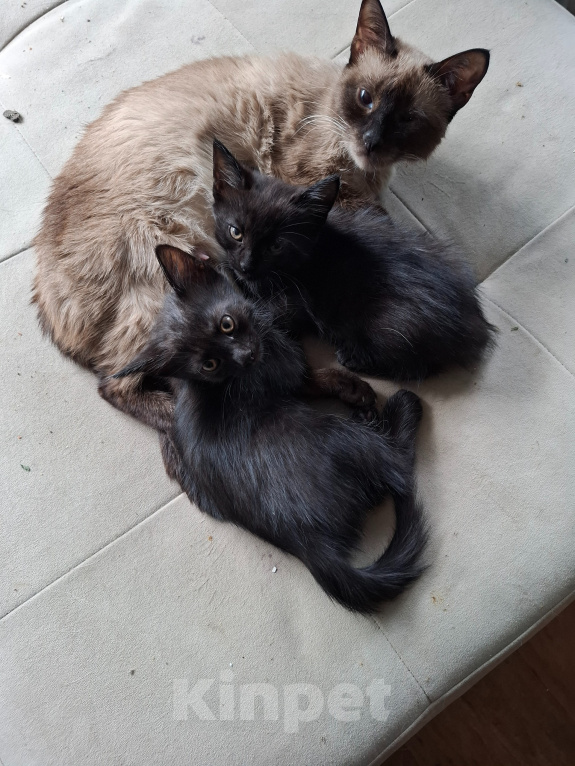 Кошки в Тольятти: Котята в добрые руки Девочка, Бесплатно - фото 5