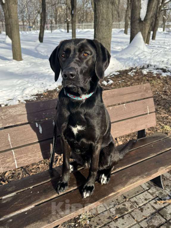 Собаки в Москве: Собака бесплатно в Москве Девочка, Бесплатно - фото 9