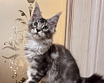 Кошки в Казани: Котенок мейн-кун девочка Девочка, 30 000 руб. - фото 1