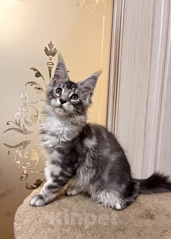 Кошки в Казани: Котенок мейн-кун девочка Девочка, 30 000 руб. - фото 1