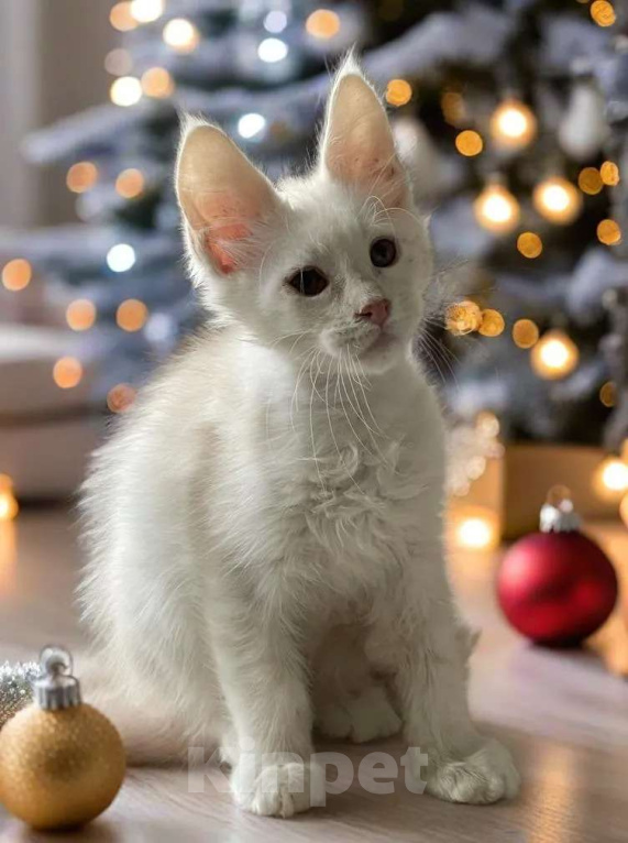 Кошки в Москве: Пушистый ангел для вашего новогоднего настроения Мальчик, 100 000 руб. - фото 3