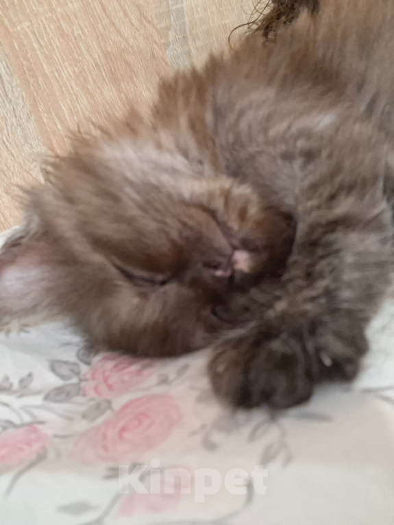 Кошки в Москве: Котенок-девочка 1,5 месяца Девочка, Бесплатно - фото 7