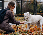 Собаки в Москве: Луночка ищет дом Девочка, 10 руб. - фото 6