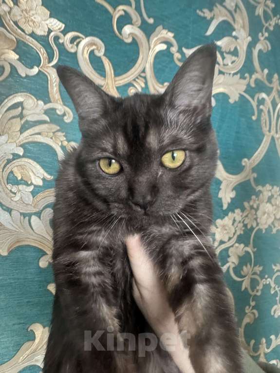 Кошки в Москве: Британский котик Мальчик, 17 000 руб. - фото 1
