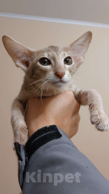 Кошки в Москве: Ориентальные котята Мальчик, Бесплатно - фото 2