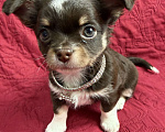 Собаки в других городах Московской области: Мальчик чихуахуа Грегори Мальчик, 50 000 руб. - фото 2
